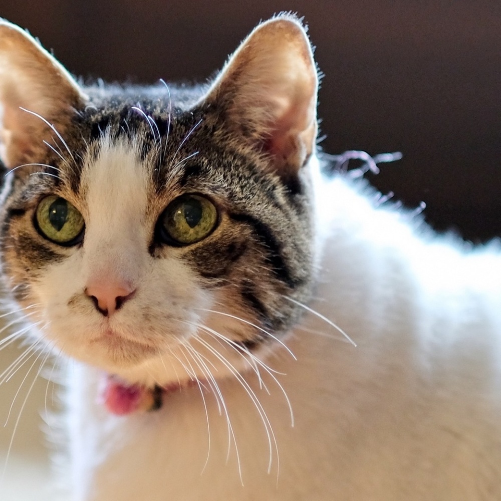 Meet your Posher, Jill